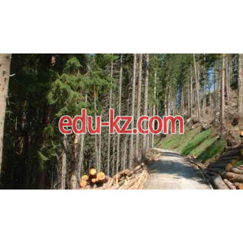 Специальности 5В080700 — Лесные ресурсы и лесоводство. - на edu-kz.com в категории Специальности