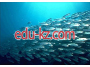 Specialty 5В080400 — fisheries and commercial fisheries - на портале Edu-kz.com